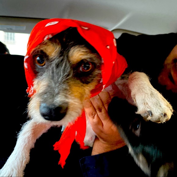 Meet your Posher, Aladdin - Picture 1 of 1